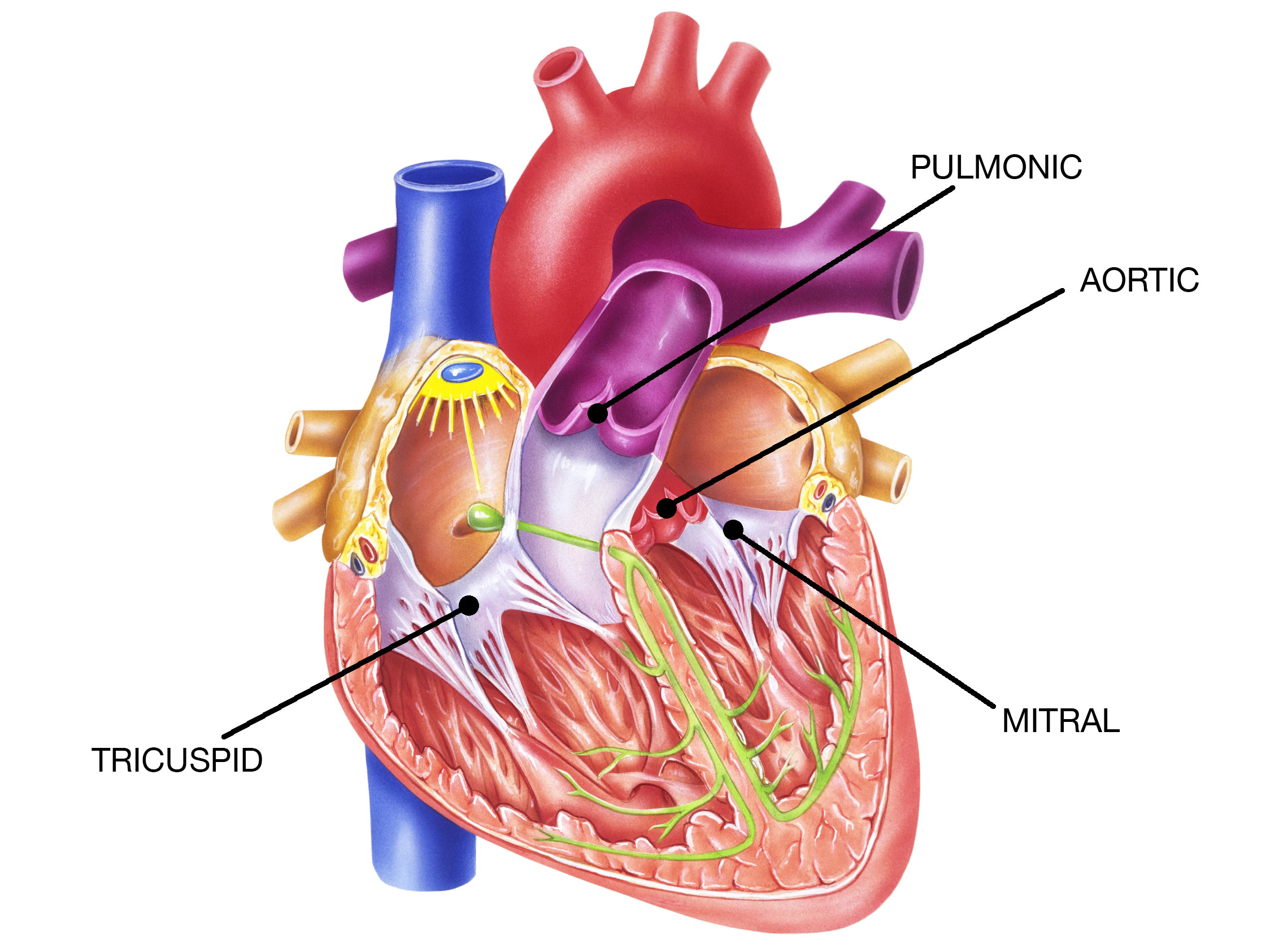 a-new-chapter-in-heart-care-modern-approaches-to-treating-valve