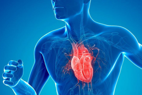 Genetic Variations Contribute to Heart Health and Heart Attacks